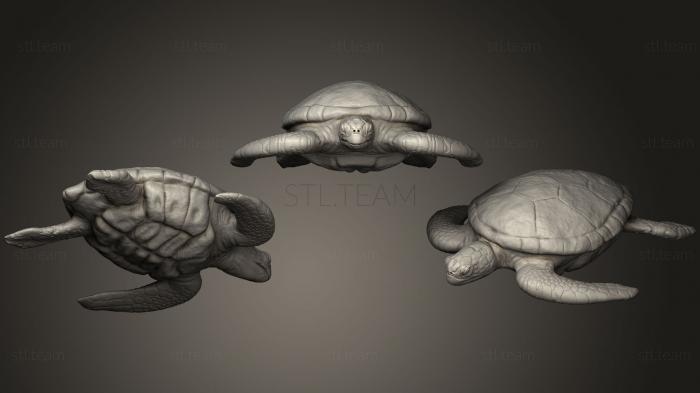 3D model Green Turtle (STL)